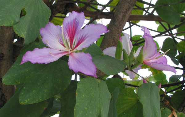 Бразильский цветок
