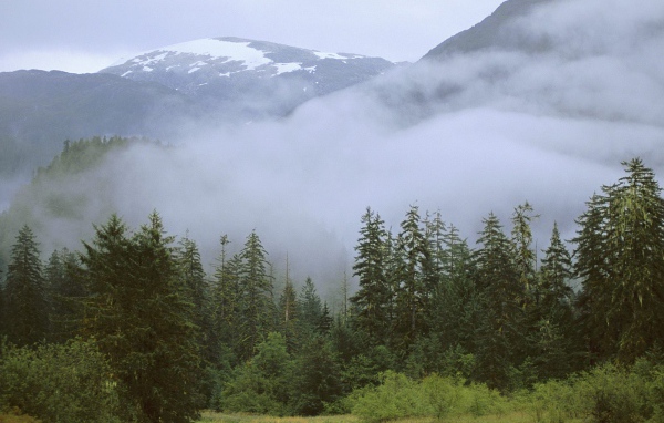 Дождливый лес