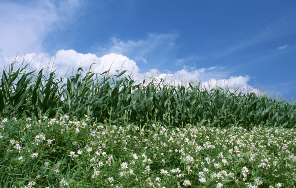 Граница кукурузы