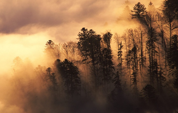 Лесистая местность в тумане