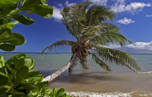 Кланящиеся пальмы