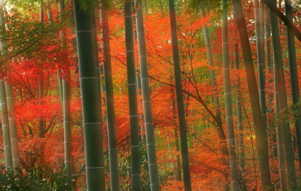 Бамбуковый Лес, парк Arashiyama, Киото, Япония