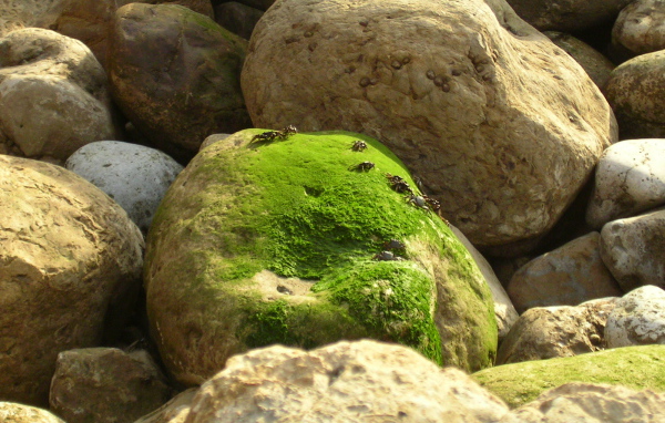 Залив Sao Martinho