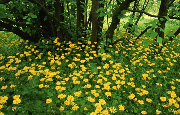 Leopardsbane цветы в Шотландии