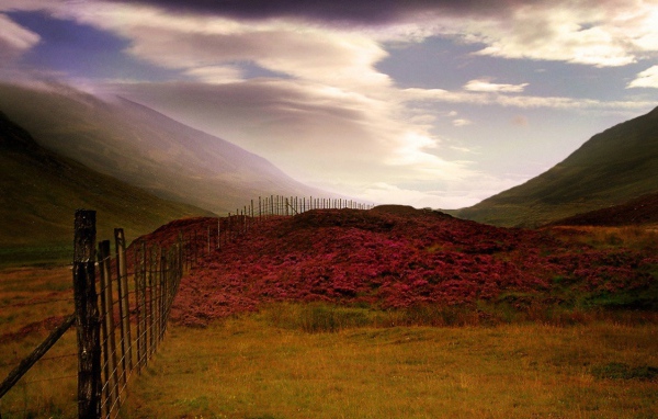 Шотландский Вереск