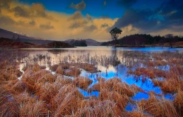 Шотландское болото
