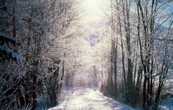 Снежный лес, Берн, Швейцария