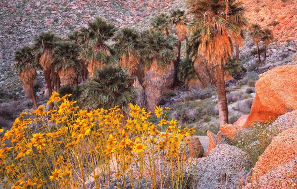 Brittebush в Восходе солнца США