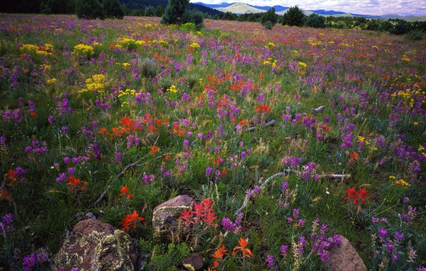 Область Локовид / Апачи-Ситгривс Национальный Лес / Аризона / США