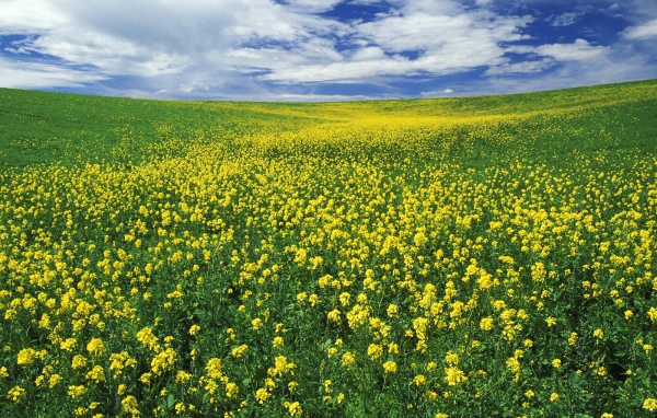 Область Горчицы