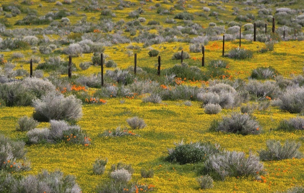 Золотые прииски, США