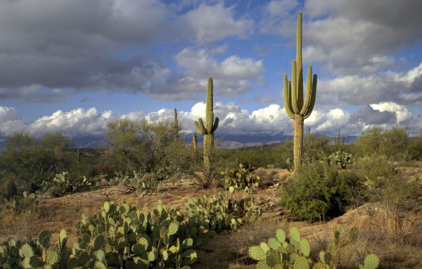 Сагуаро Национальный Парк / Аризона / США