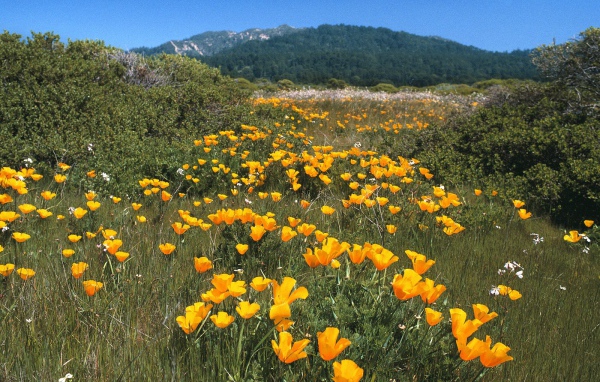 Желтая Дорога, США