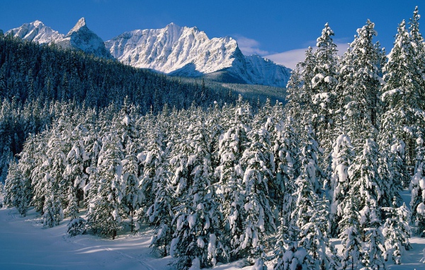 Фэрвив Альберта