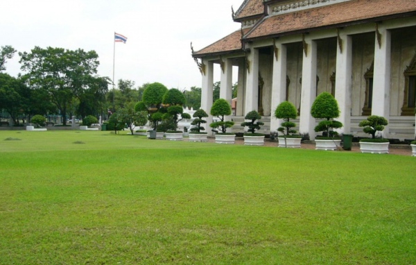 карликовое дерево в горшке