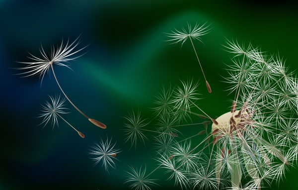 Семена одуванчика