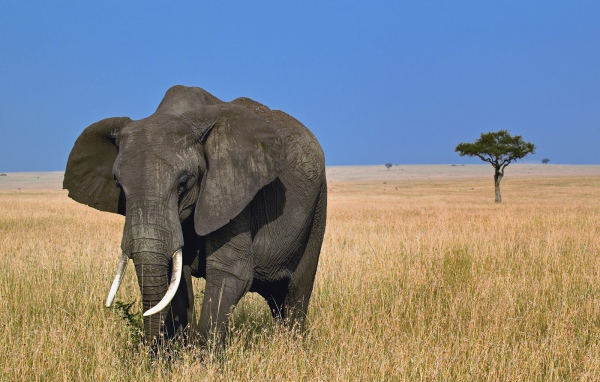 Африканский слон