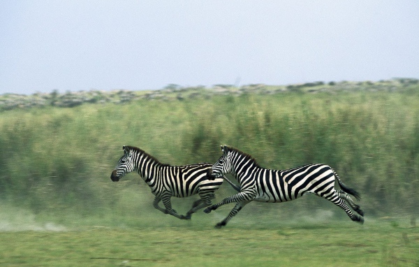 Полосатые зебры