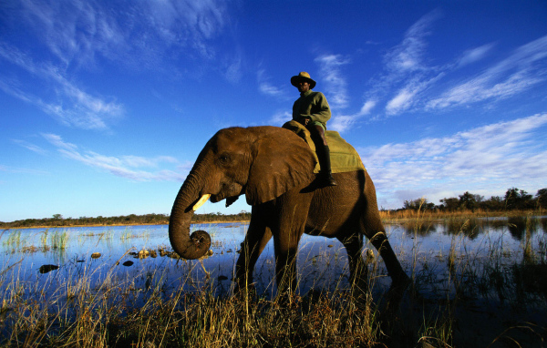 Африканский слон