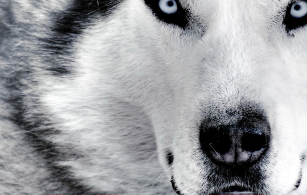 Красивый волк