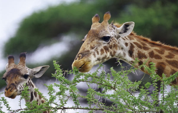 Смешные жирафы