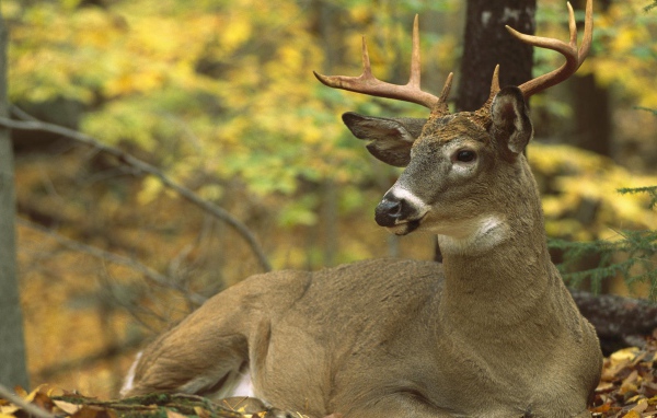 Сезон охоты
