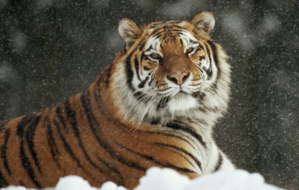 Важный тигр