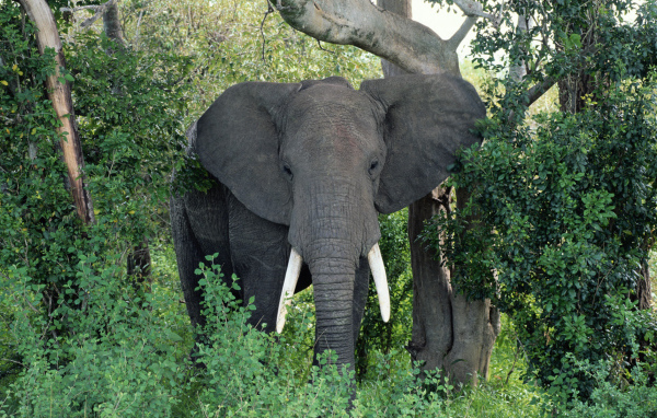 Большой Африканский слон