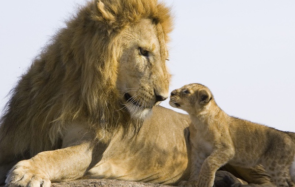 Лев и детеныш