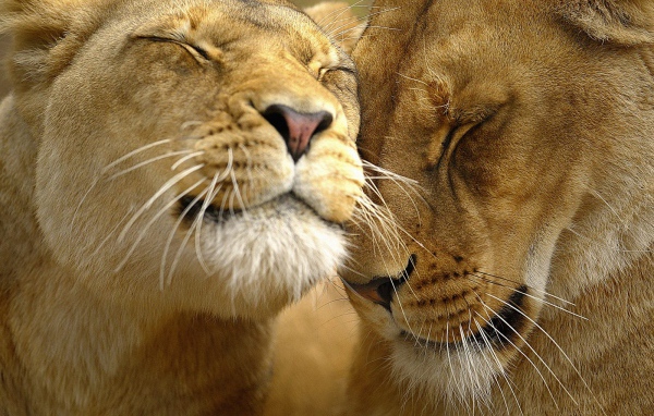 Большие кошки