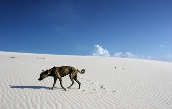 Одинокий путник