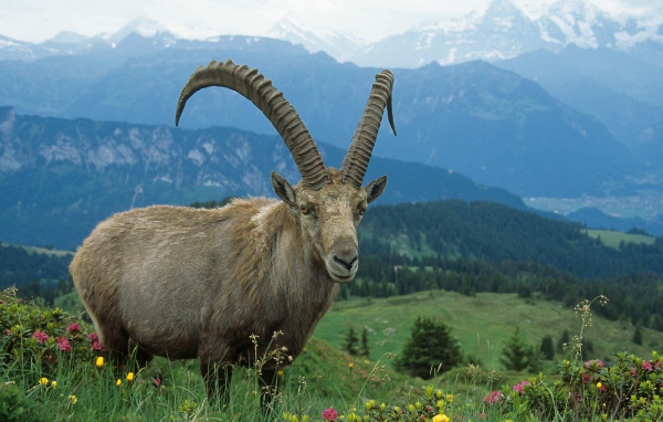 Горный козел