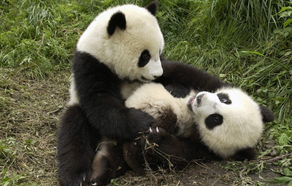 Playful pandas
