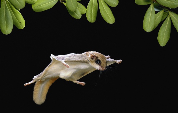 Белка-летяга