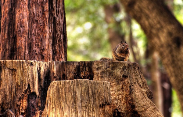 Белка на пеньке