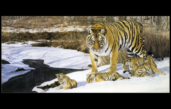 Полосатые тигры