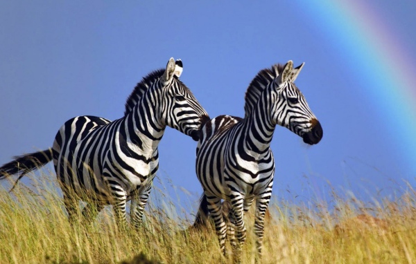 Полосатые зебры