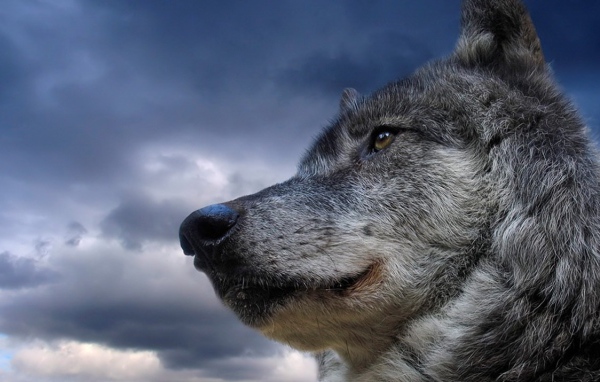 Красивый серый волк
