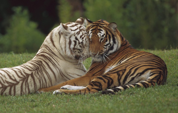 Тигр и тигрица