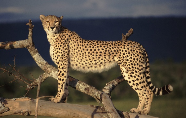 Пятнистый гепард