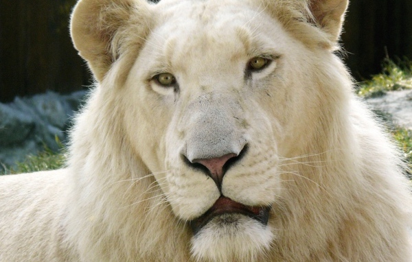 Лев альбинос