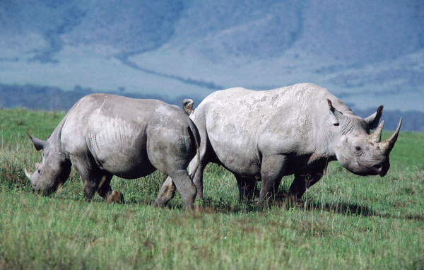 Парочка носорогов