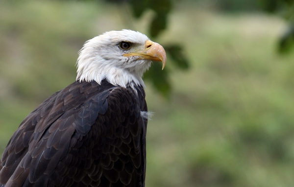 Орел птица гордая