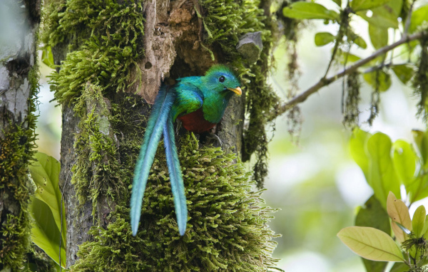 Чудо в перьях