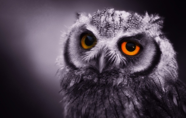 Ночная сова