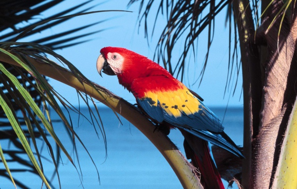 Попугай Scarlet Macaw