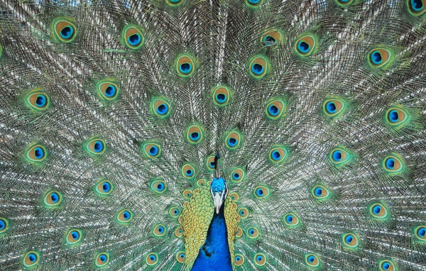 Перья павлина