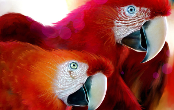 Красные попугаи