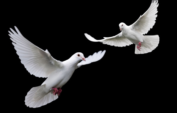 Белые голубки