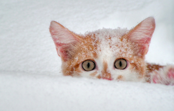 Усатый подснежник